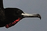 Fregatidae
