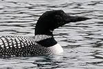 Gaviidae
