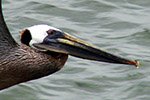 Pelecanidae
