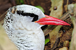 Phaethontidae