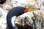 Phalacrocoraciidae