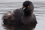 Podicipedidae