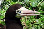 Sulidae