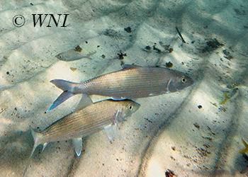 Bonefishes (Albulidae)