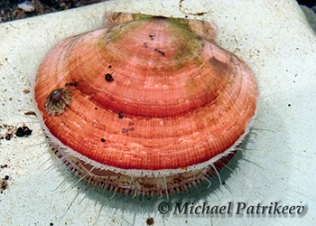 Bivalve Mollusks (Bivalvia)