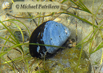 Bivalve Mollusks (Bivalvia)