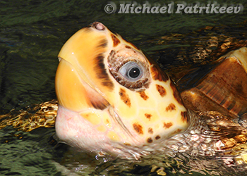 Cheloniidae (Sea Turtles)
