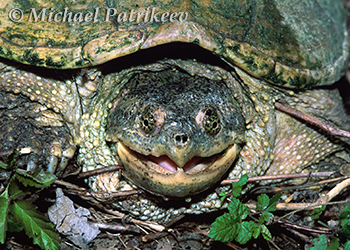 Chelydridae (Snapping Turtles)