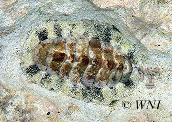 Polyplacophora-Chitons