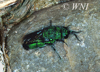 Chrysididae (Cuckoo Wasps)