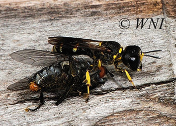 Crabronidae (Square-headed Wasps)