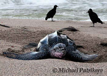 Leatherback Turtles (Dermochelyidae)