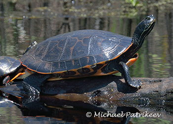 Emydidae (Pond Turtles)