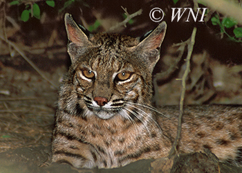 Wild Cats (Felidae)