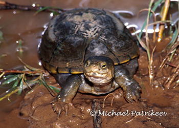Mud and Musk Turtles (Kinosternidae)