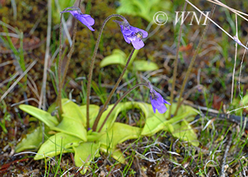 Lentibulariaceae (Bladderwort)