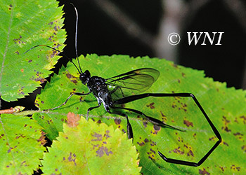 Pelecinid Wasps (Pelecinidae)