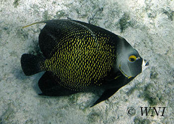 Angelfish (Pomacanthidae)