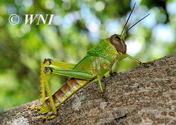 Lubber Grasshoppers (Romaleidae)