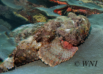 Scorpaenidae (Scorpionfish)