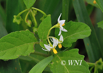 Solanaceae (Nightshade or Potato)