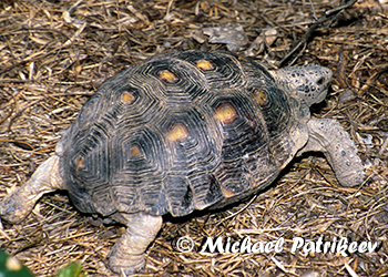Tortoises (Testudinidae)