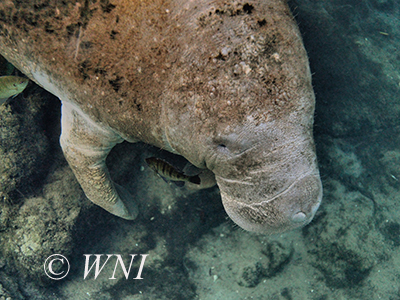 Manatees (Trichechidae)