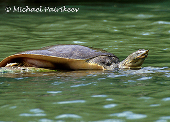 Softshell Turtles (Trionychidae)