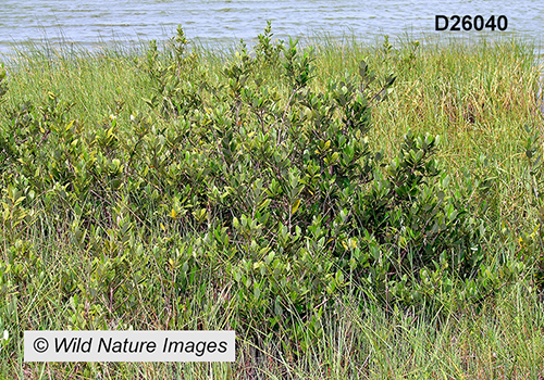 Avicennia germinans