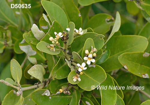 Avicennia germinans