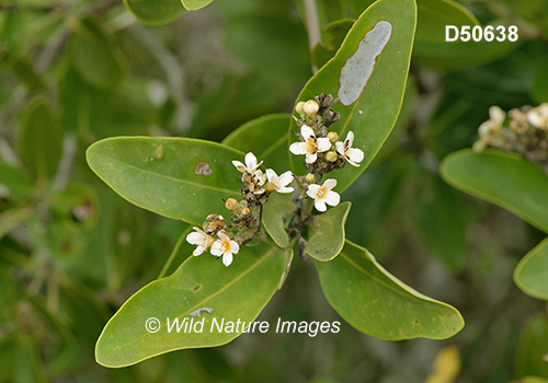 Avicennia germinans