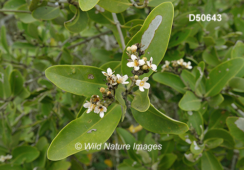 Avicennia germinans