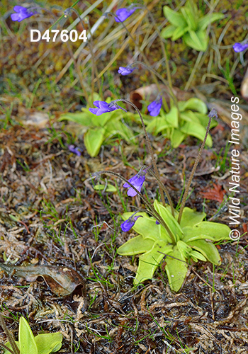 Common Butterwort (Pinguicula vulgaris)