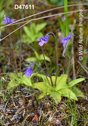 Common Butterwort (Pinguicula vulgaris)