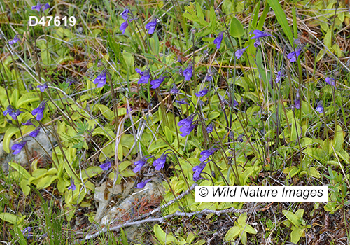 Common Butterwort (Pinguicula vulgaris)