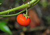 Solanaceae