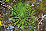 Agavaceae