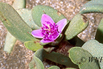 Aizoaceae