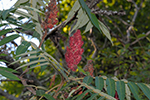 Anacardiaceae