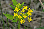 Apiaceae