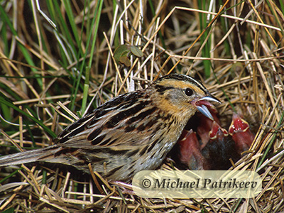 Le Conte's Sparrow (Ammodramus lecontei)