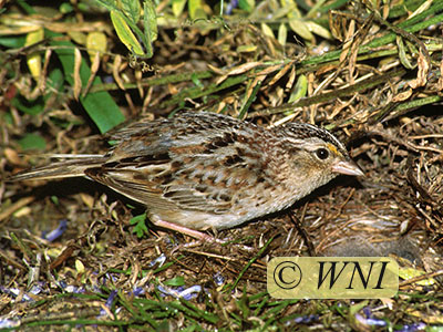 Grasshopper Sparrow (Ammodramus savannarum)