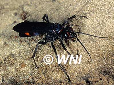 Blue-black Spider Wasp (Anoplius atrox)