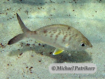 Yellowfin Mojarra (Gerres cinereus)