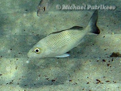 Sailor's Grunt (Haemulon parra)