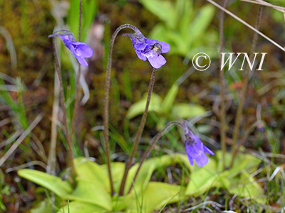 Lentibulariaceae (Bladderwort)