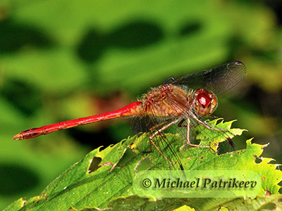 Autumn Meadowhawk (Sympetrum vicinum)