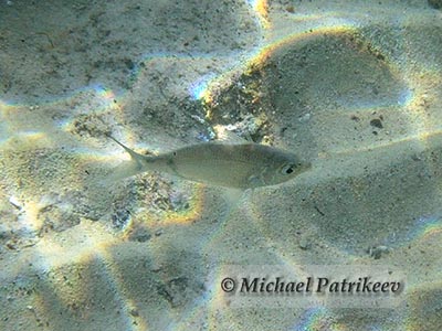 Mottled Mojarra (Ulaema lefroyi)