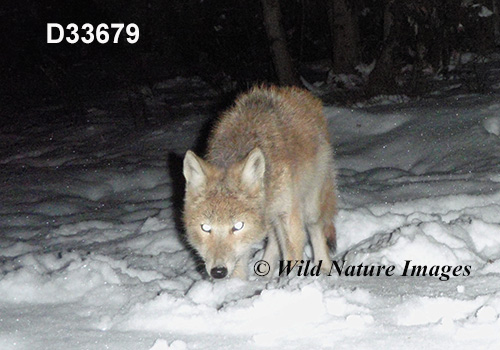 Coyote (Canis latrans)
