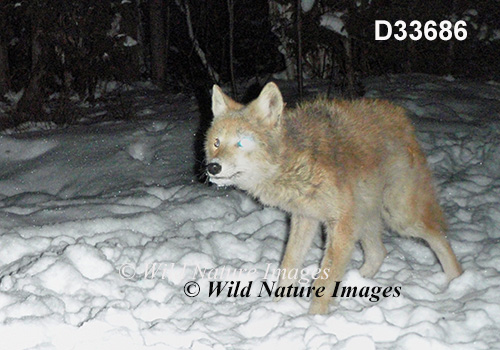 Coyote (Canis latrans)